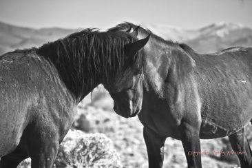Two wild Mustangs in Black & White