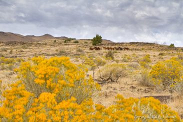 Wild horses among yellow flowers