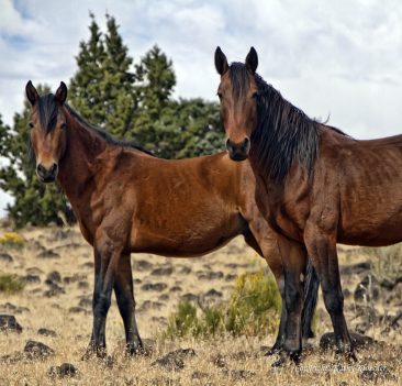 Proud wild mustang horses