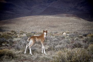 Wild baby foal with white blaze