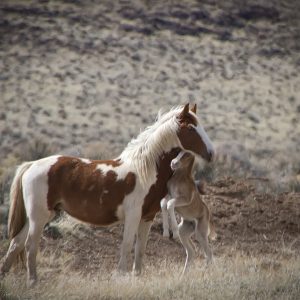 Wild Paint mare & her foal