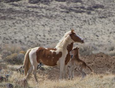 Beautiful wild Paint mare and foal