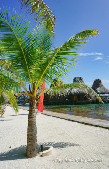 Palm Tree on Ambergris Caye, Belize