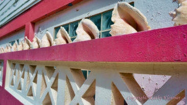 Conch Shells on a Pink Wall - Ambergris Caye, Belize