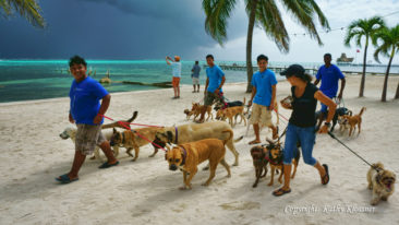 Beach Dog Walkers on Ambergris Caye, Belize