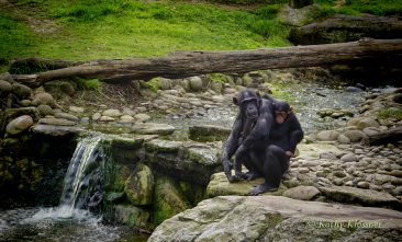 Mom and Baby Chimpanzees