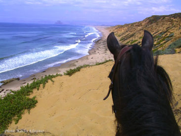 Morgan Horse on Beach Bluff