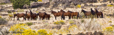 A herd of wild horses among yellow flowers