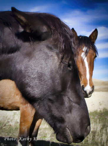 Closeup of 2 wild Mustang Brothers