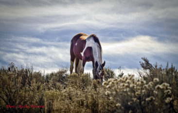 Wild Mustang Paint horse in the autumn glow