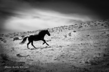 Dreamy dark stallion running in the wild