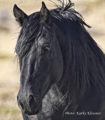 Head shot of a wild black stallion