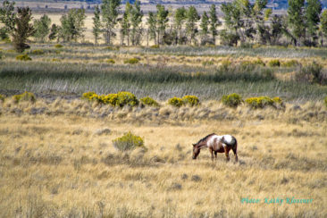 Appaloosa Mare in the grass