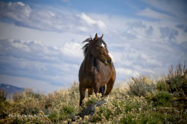 Wild Paint Stallion