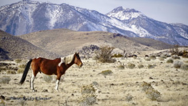 Apache the wild Paint stallion near the Sierra Nevadas