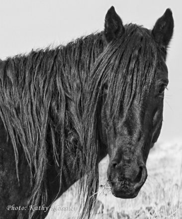Long mane wild black stallion