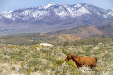 Red Wild Stallion near snow covered Mountains