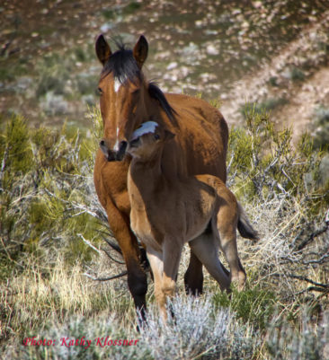 Mustang foal kissing his mom