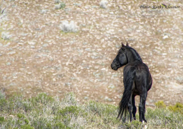 Black Mustang Stallion