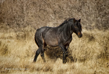 Black bold wild mustang stallion
