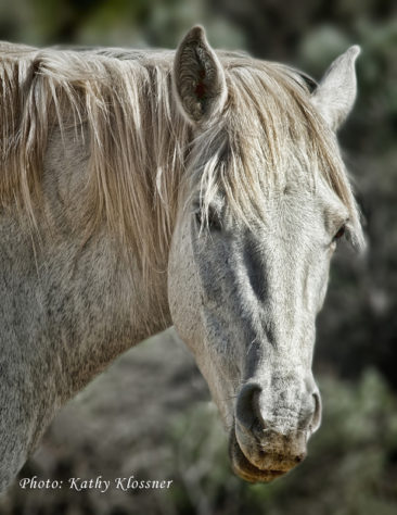 White wild mustang head shot