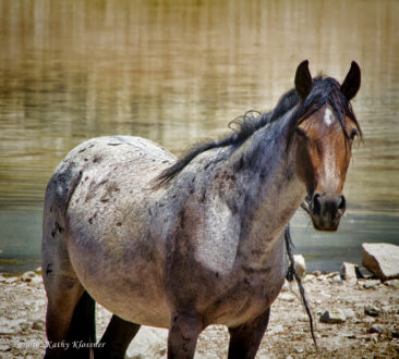 Red sorrel wild mustang horse