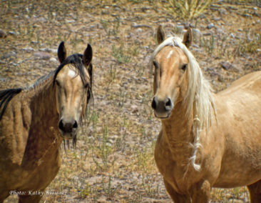 A pair of wild Palomino horses in Nevada