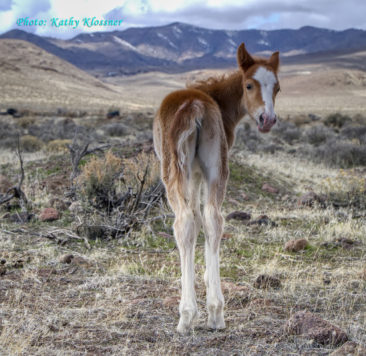 Wild Paint foal with a white blaze