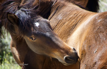 Mustang Horse Scratching Himself