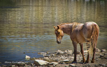 Wild red roan stallion horse at a drinking pond