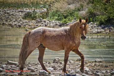 Red roan wild Mustang Stallion