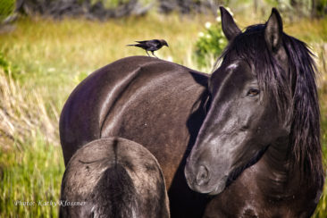 Wild black mare and foal with a bird