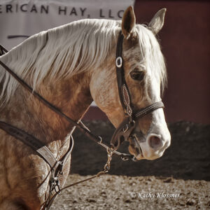 Head shot of Palomino show horse