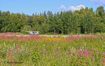 Airplane on flower landing strip in Alaska