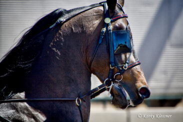 Morgan Show Horse Head Image