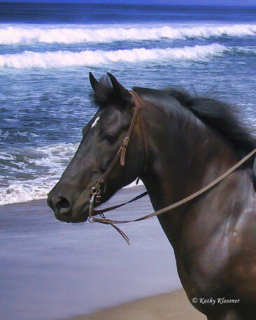 Morgan Head Horse on Beach