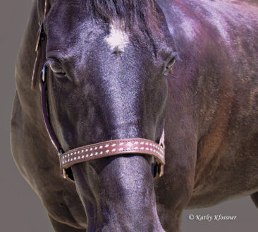Black Morgan Horse head image