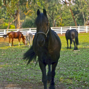 Friesian horse in a pasture