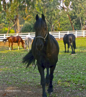 Friesian horse in a pasture