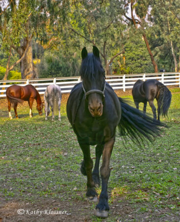 Friesian Horses in a Pasture